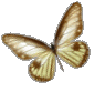 Papillons 1 gif