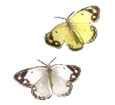 Papillons 2 gif