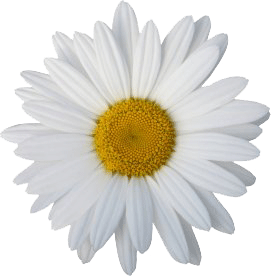 Marguerite