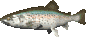 9z192 poissons38 1 
