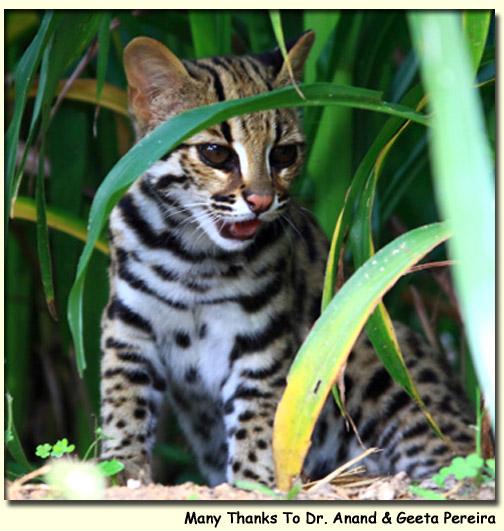 Bengalensis