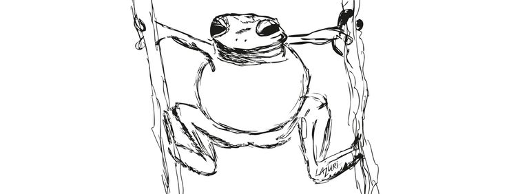 Grenouille illustration lazuri