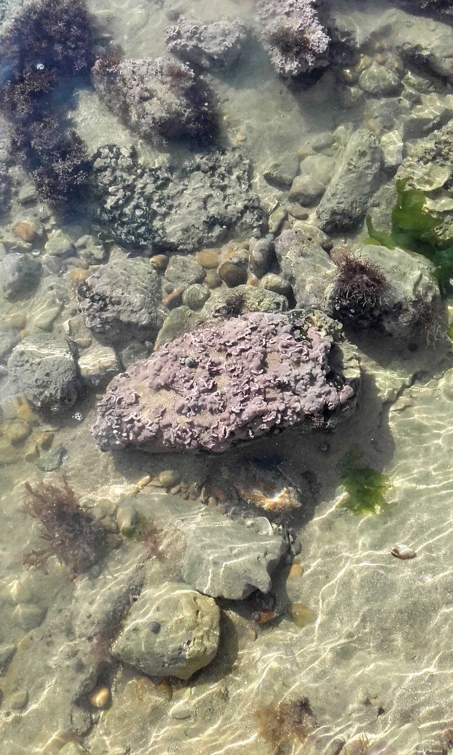 Algue pierre dans eau