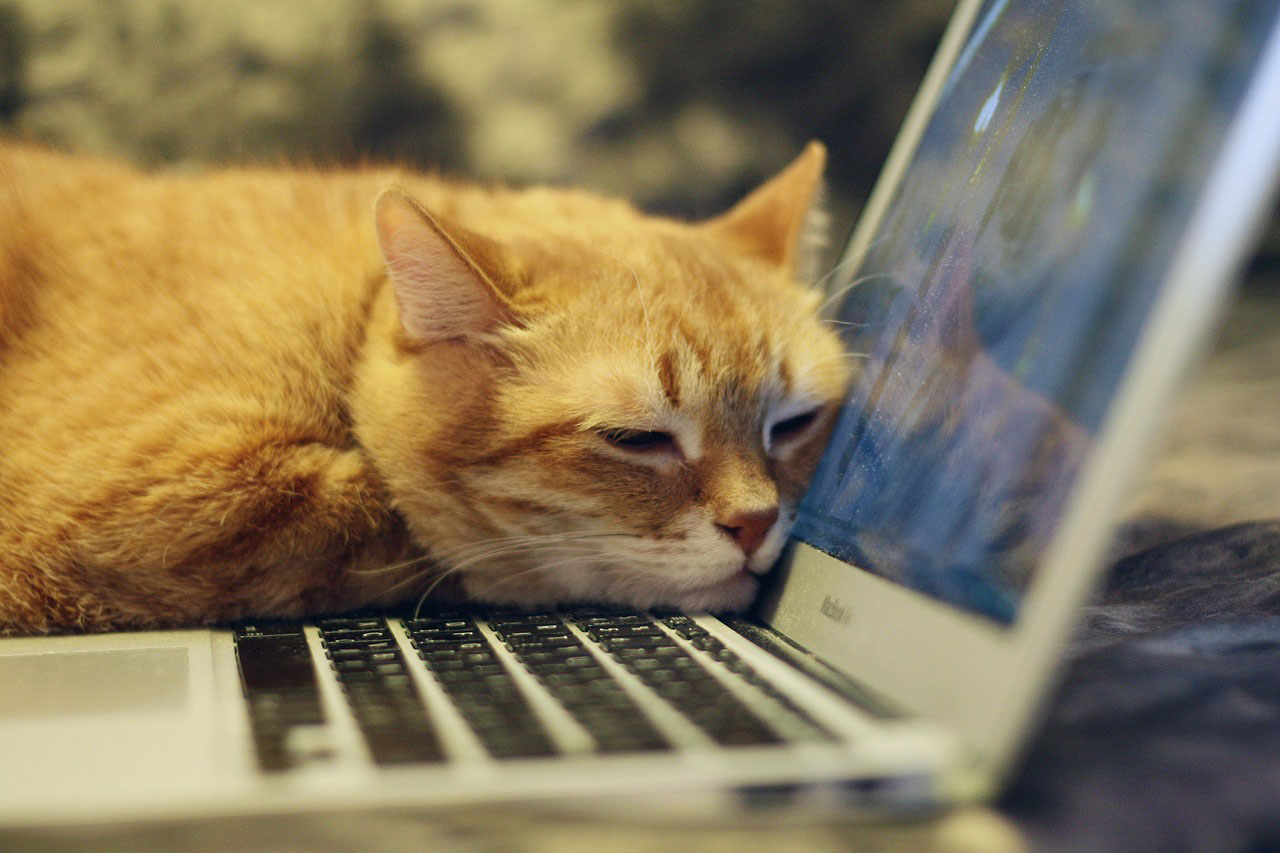 Cat 4037007 1280