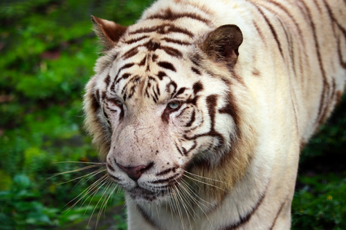 Beauval le relax2