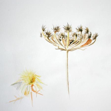 Herbes seches laura geigant 