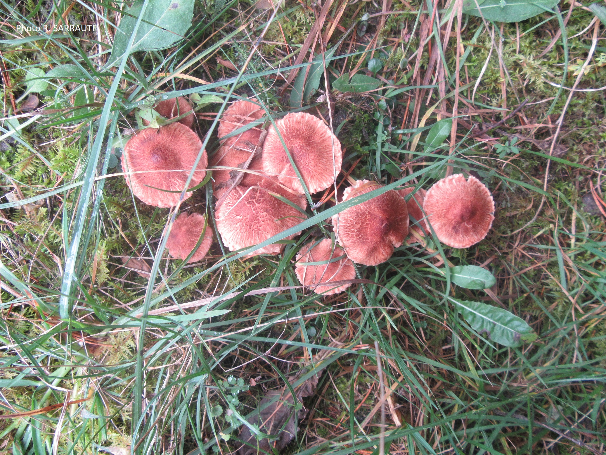 Mycena rosea