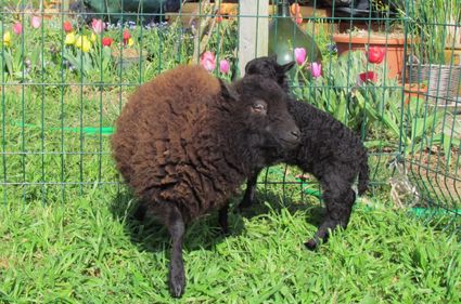Les moutons de ouessant mars 2012 009