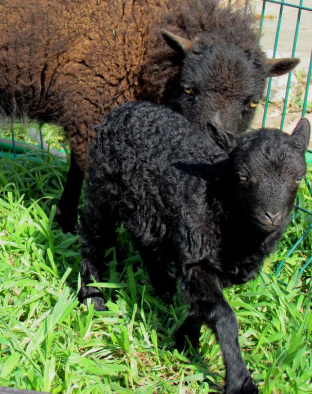 Les moutons de ouessant mars 2012 017