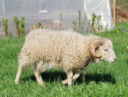 Les moutons de ouessant mars 2012 022