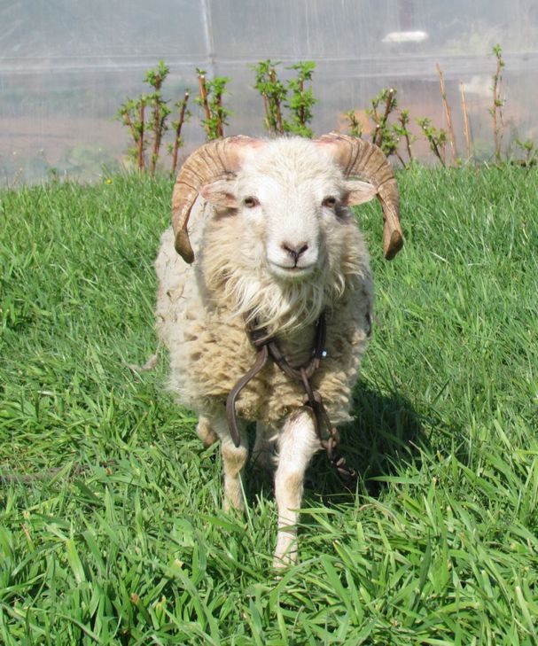 Les moutons de ouessant mars 2012 023