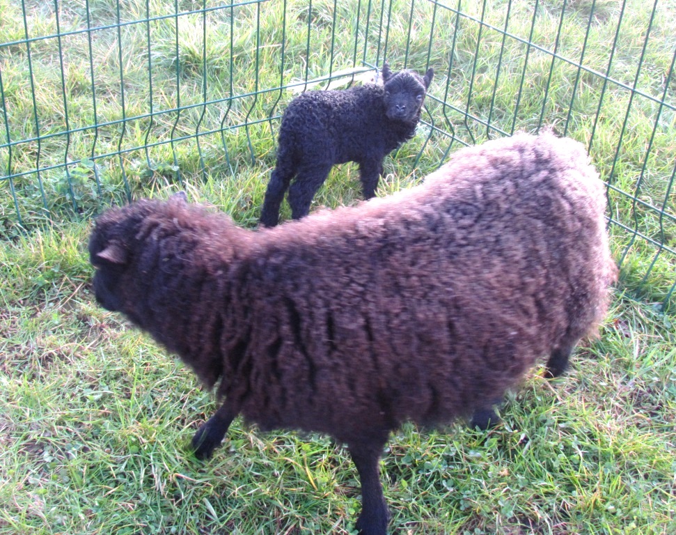 Moutons 032