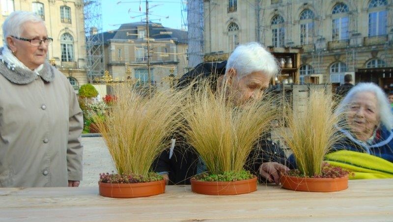 Jardin ephemere 2015 4 