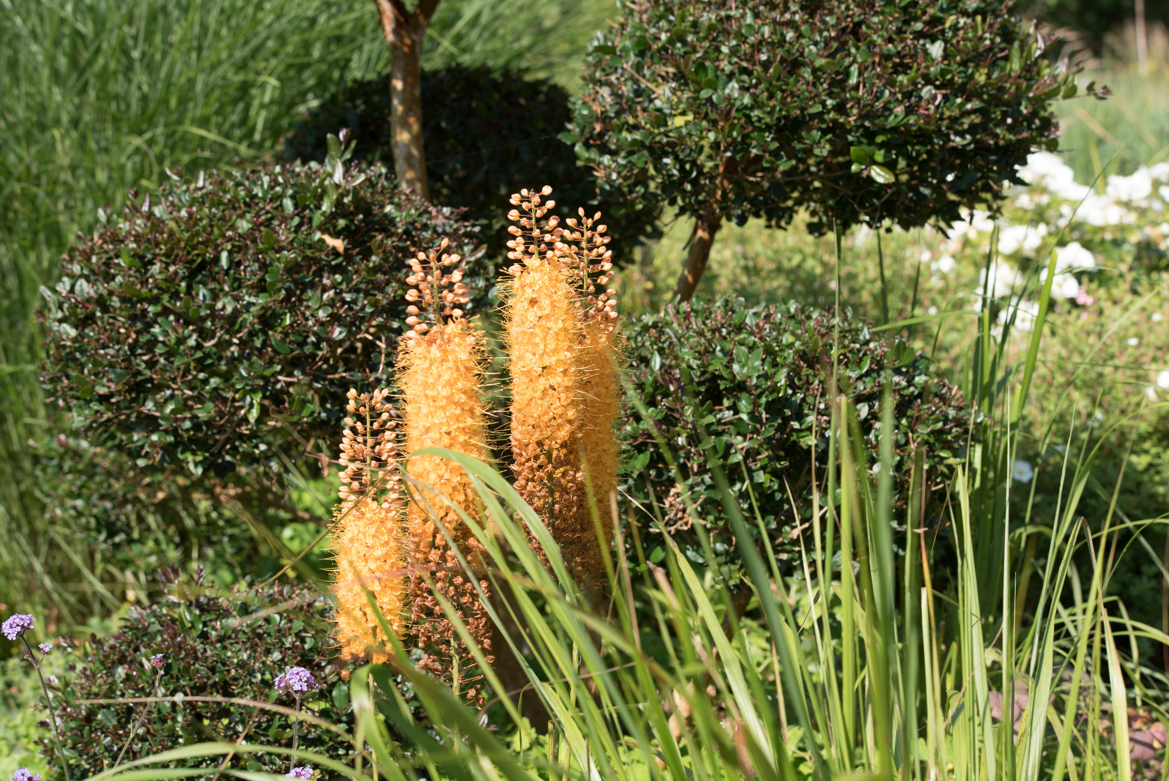 Jardin 6
