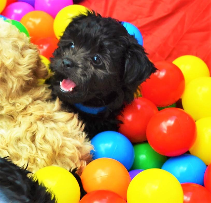 13886894 1254347897943453 8016471674101478726 n