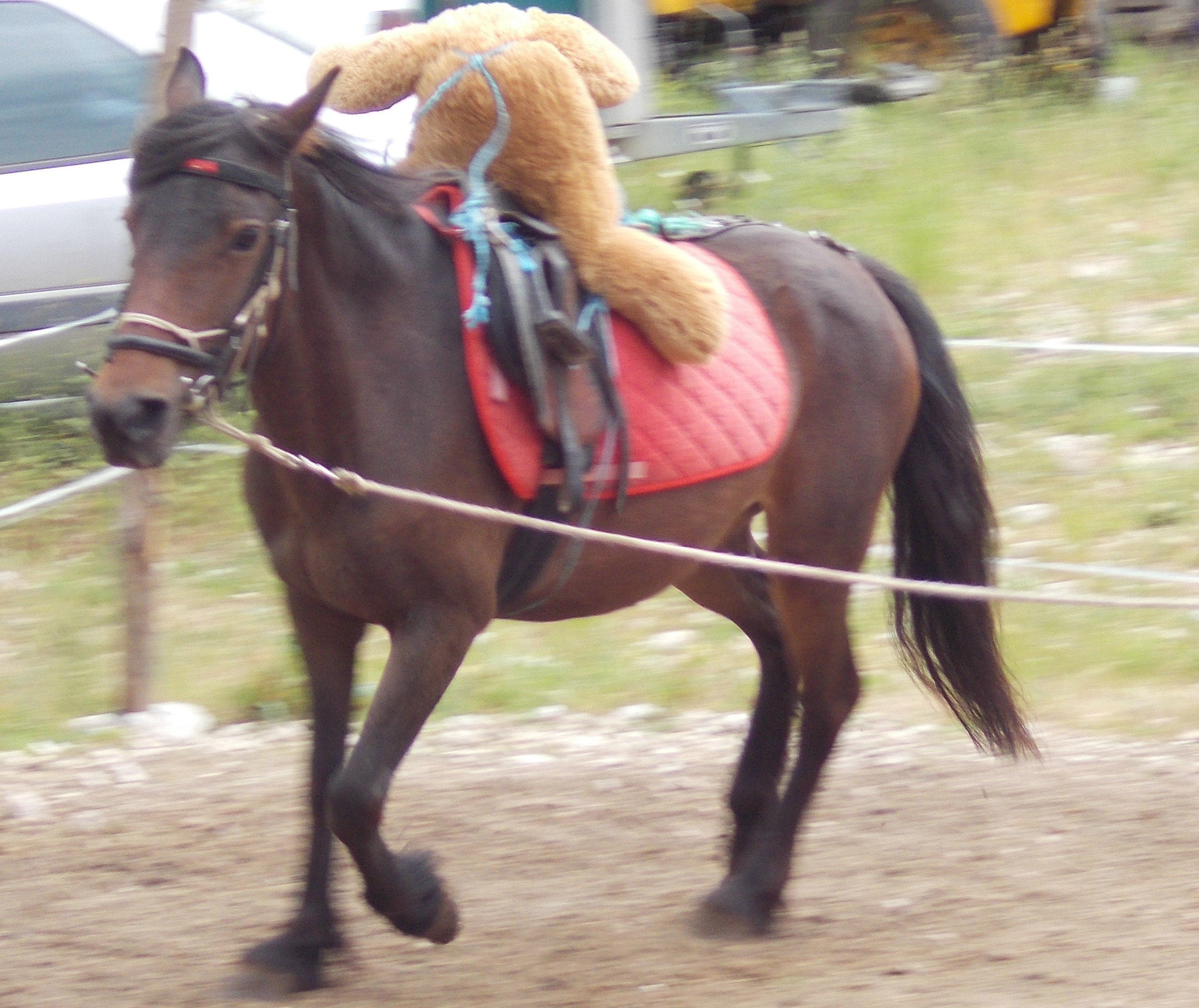 Dscn0200 athena et paf le chien