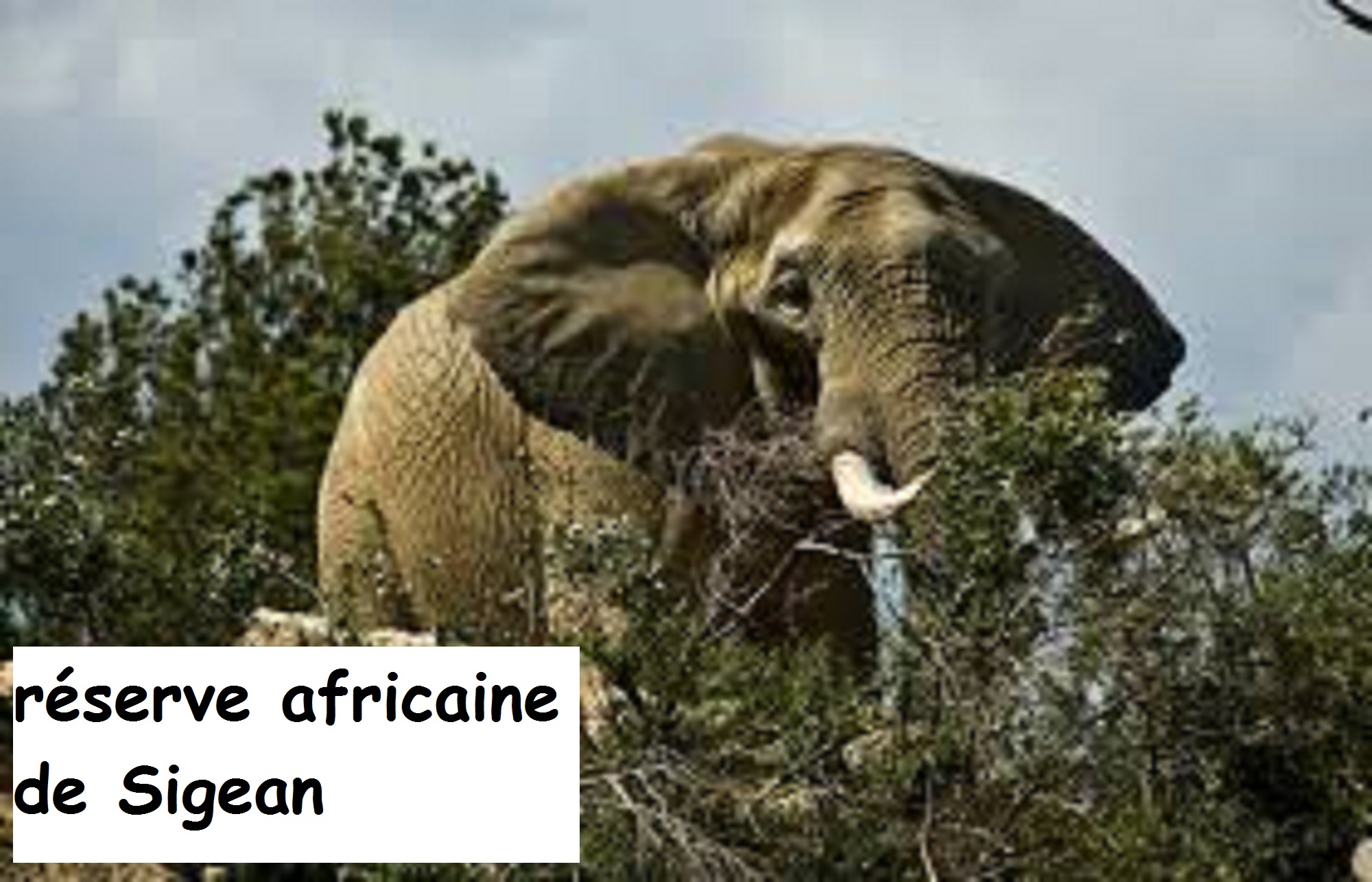 Reserve africaine