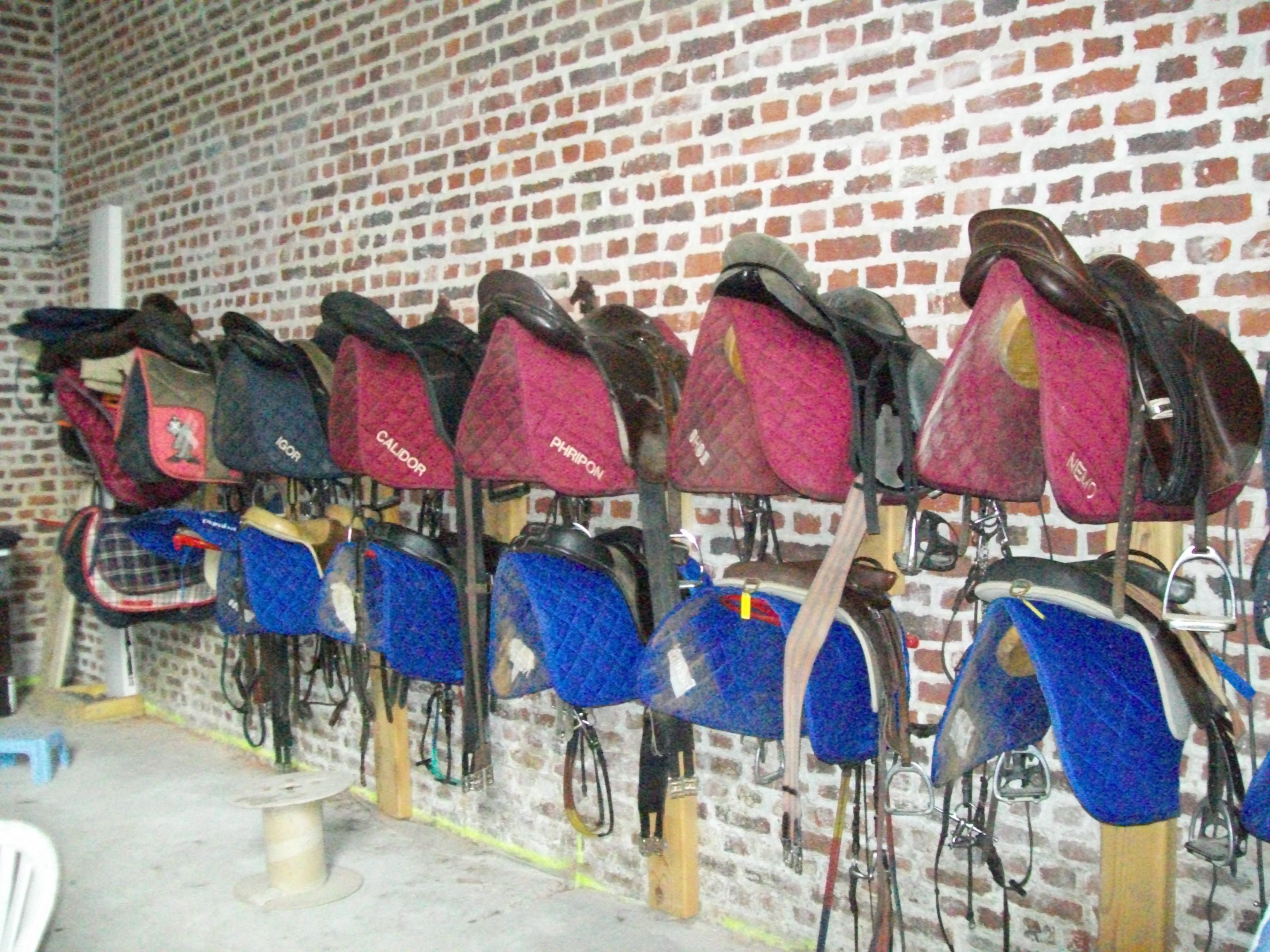 Sellerie 2 