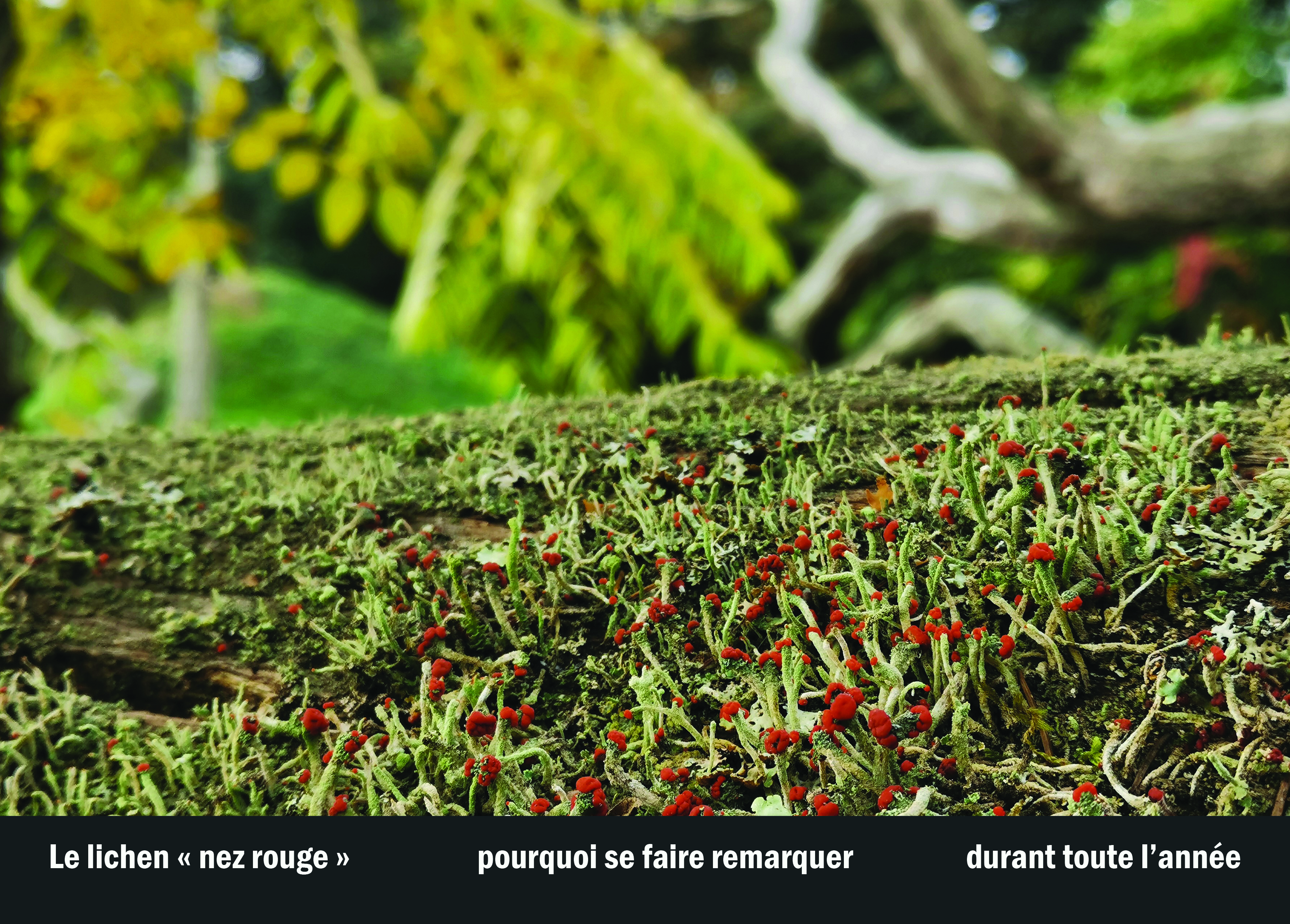 Imprimeur pour les 36 vues du mont hitachi37