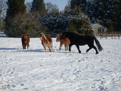 Poney neige 3