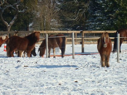 Poney neige