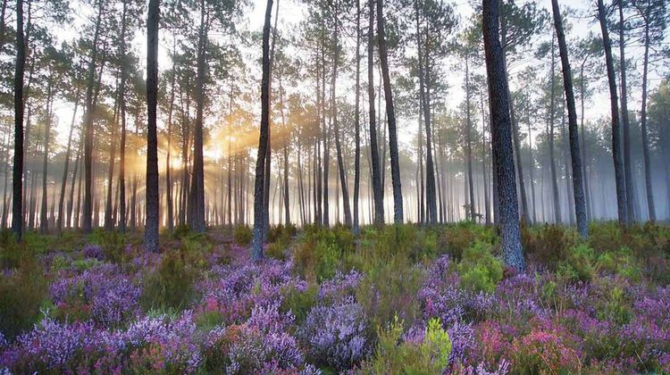 Foret pin bruyeres 