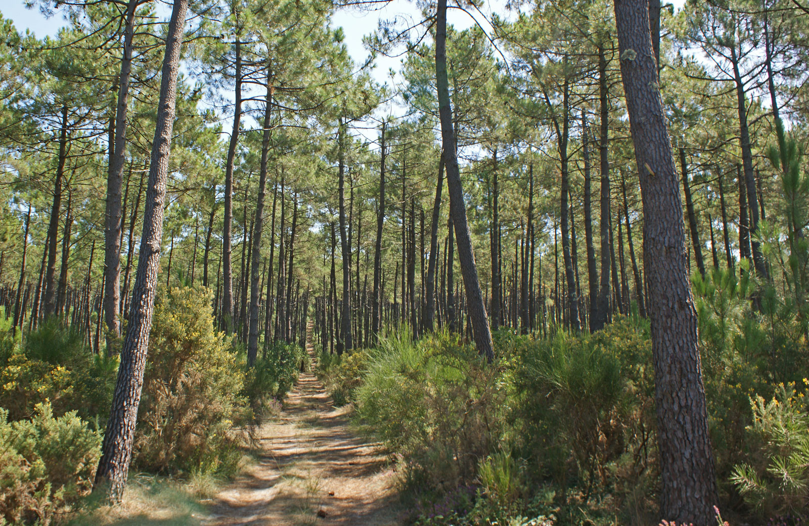 Photo foret