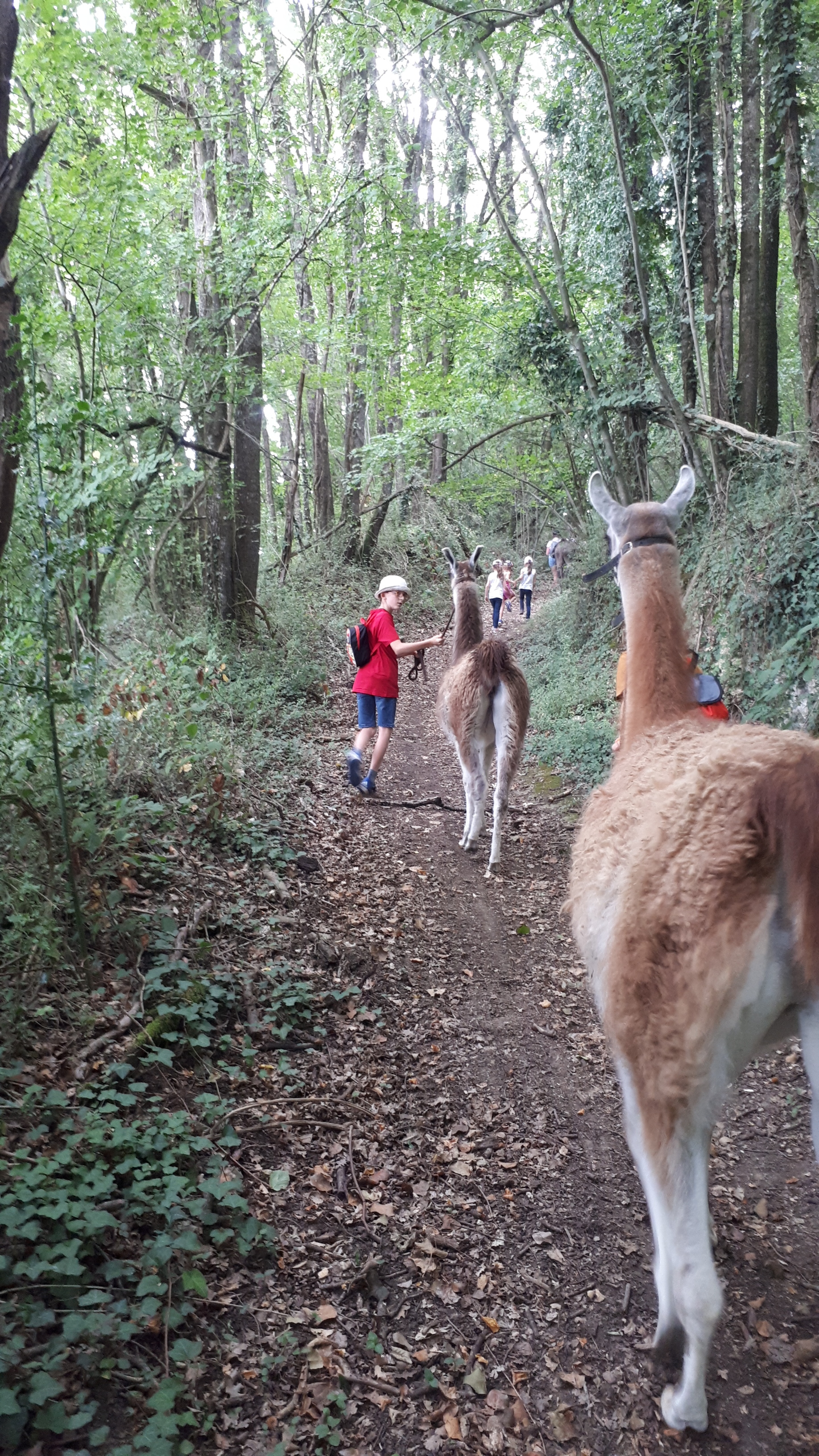 Lama-2