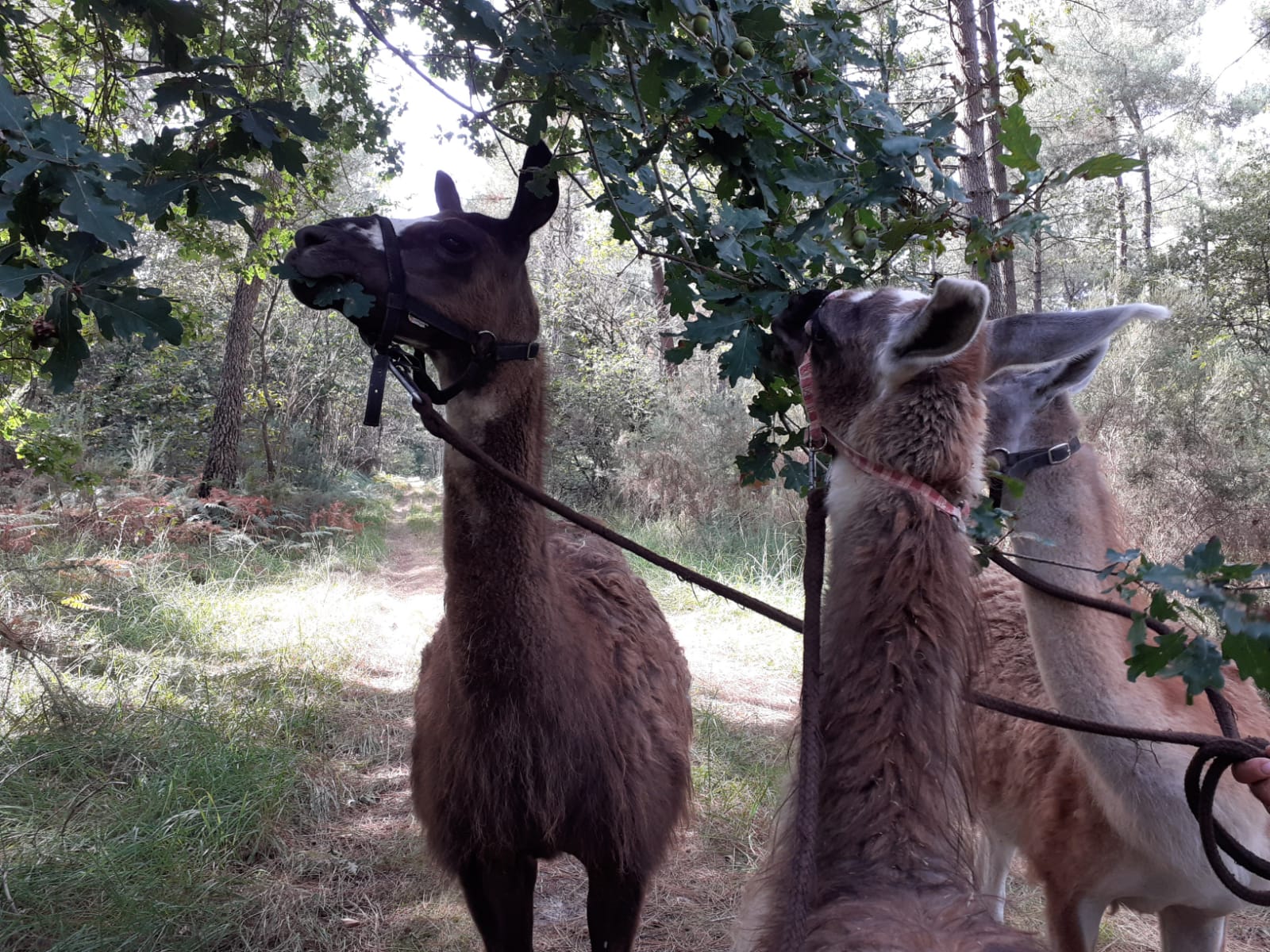 Lama 7