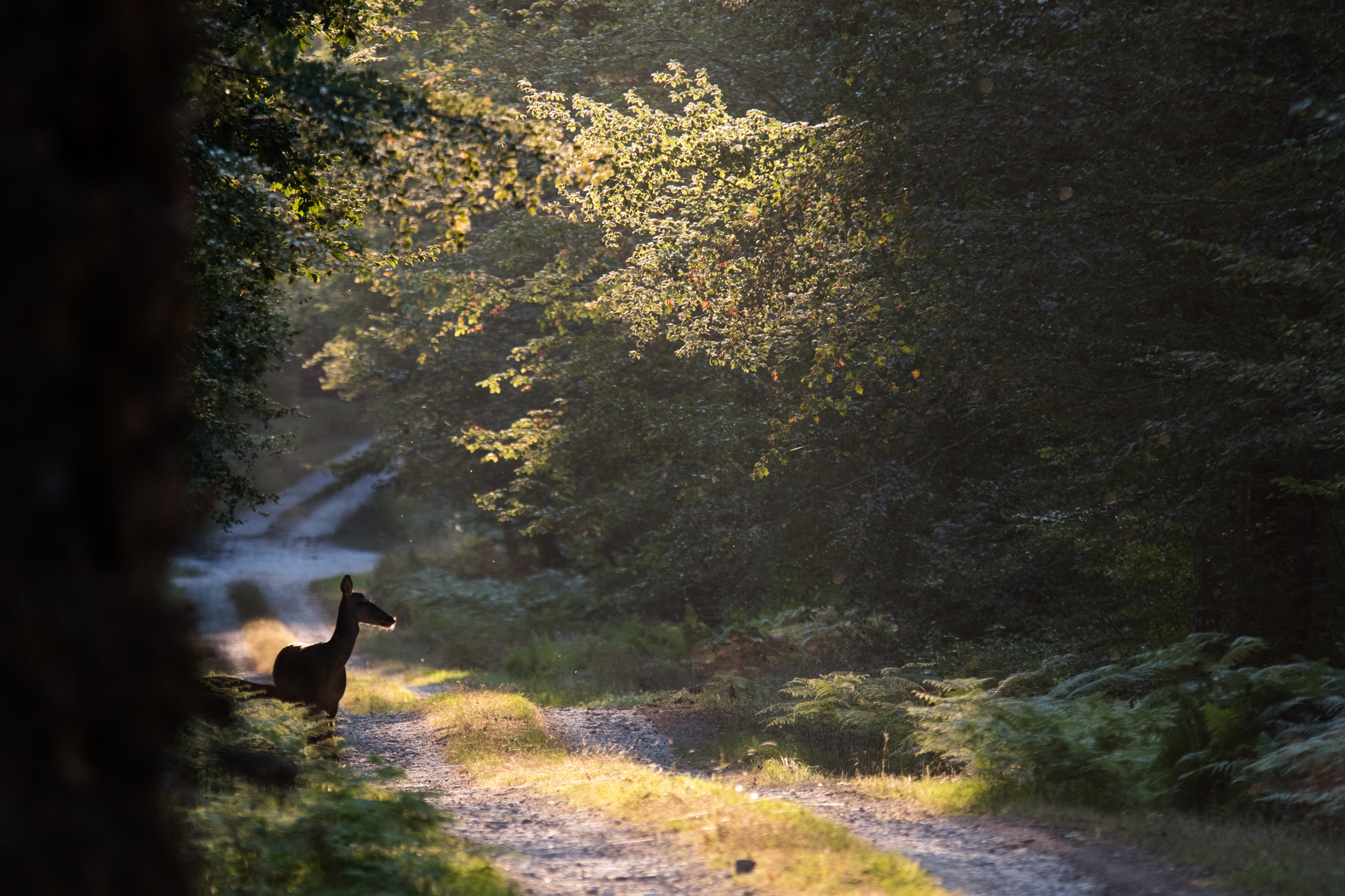 Biche allee s lebreton 2