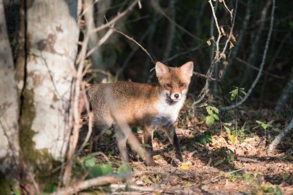 Renard bois s lebreton