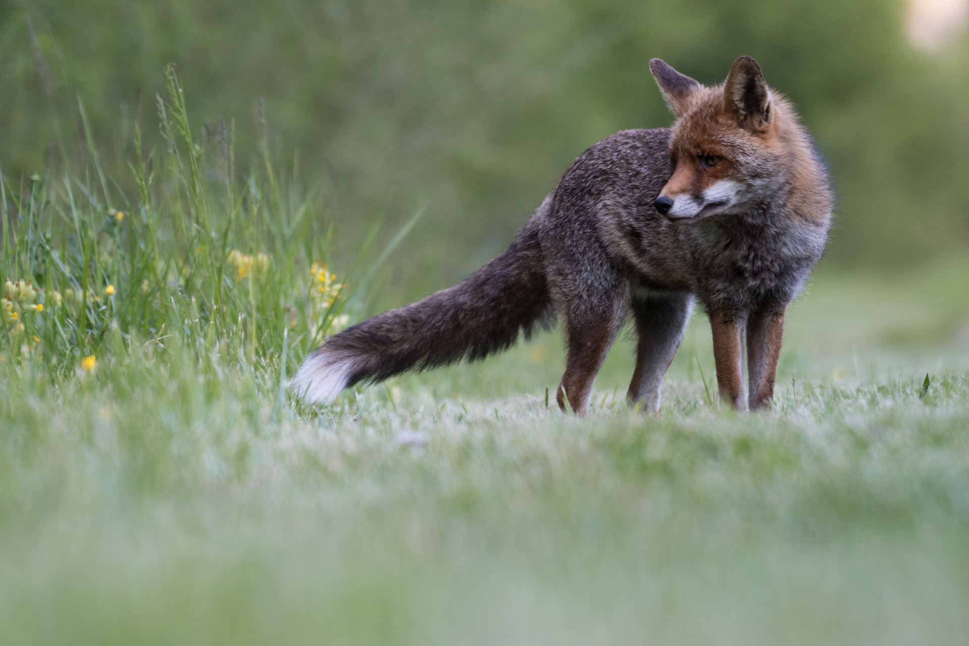 Renard prfl dbt s lebreton