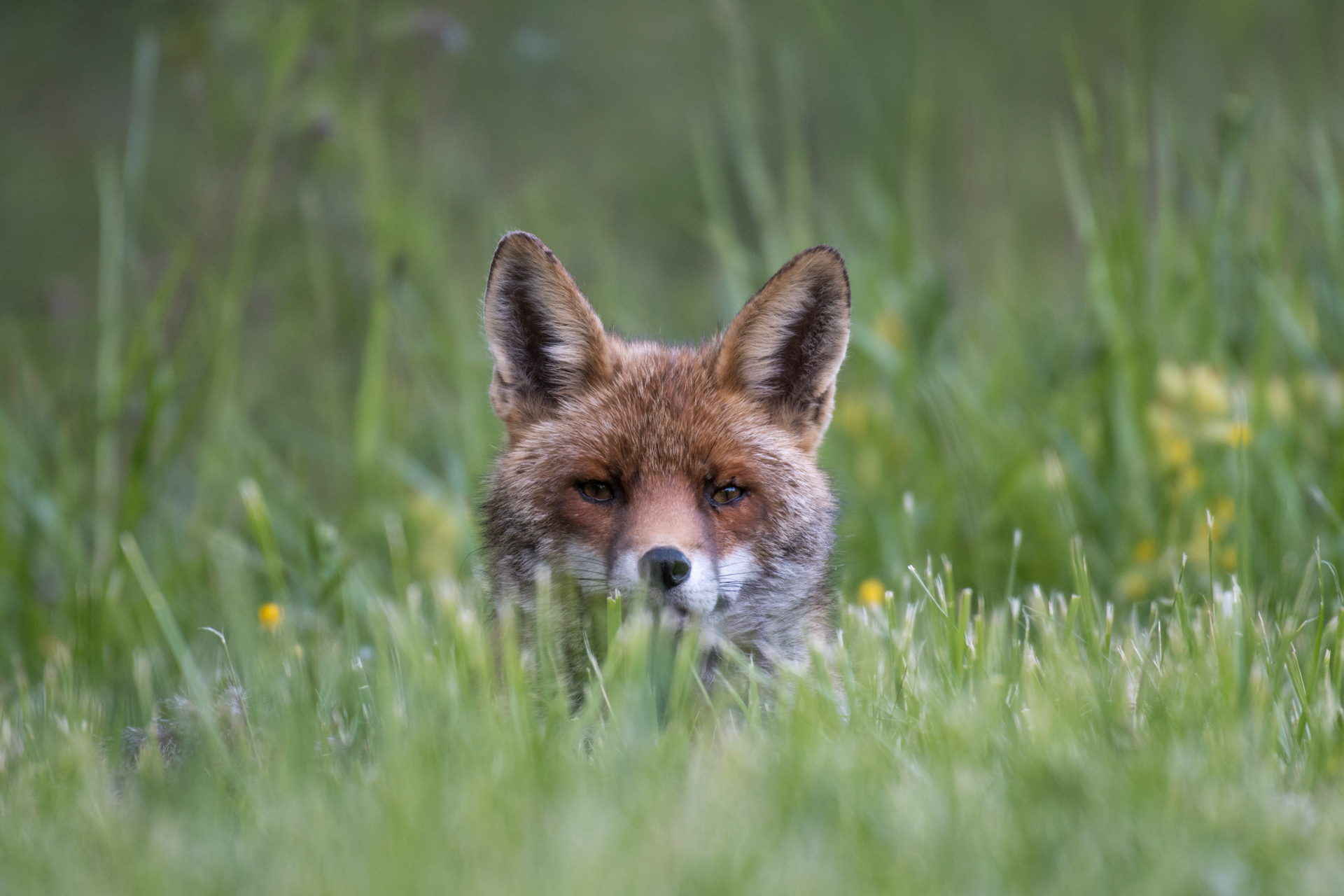 Renard face s lebreton