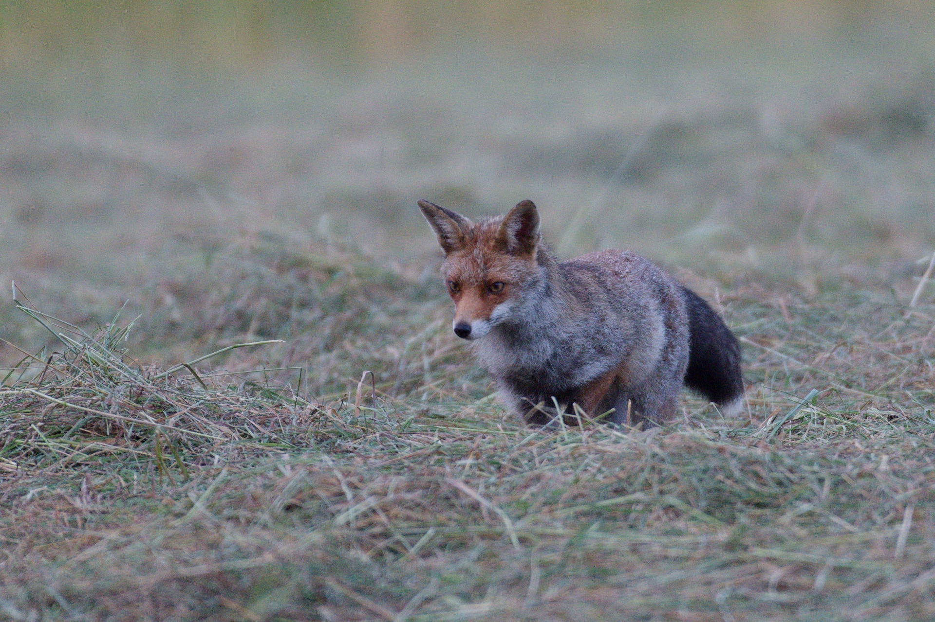 R renard4 foin s lebreton jpg