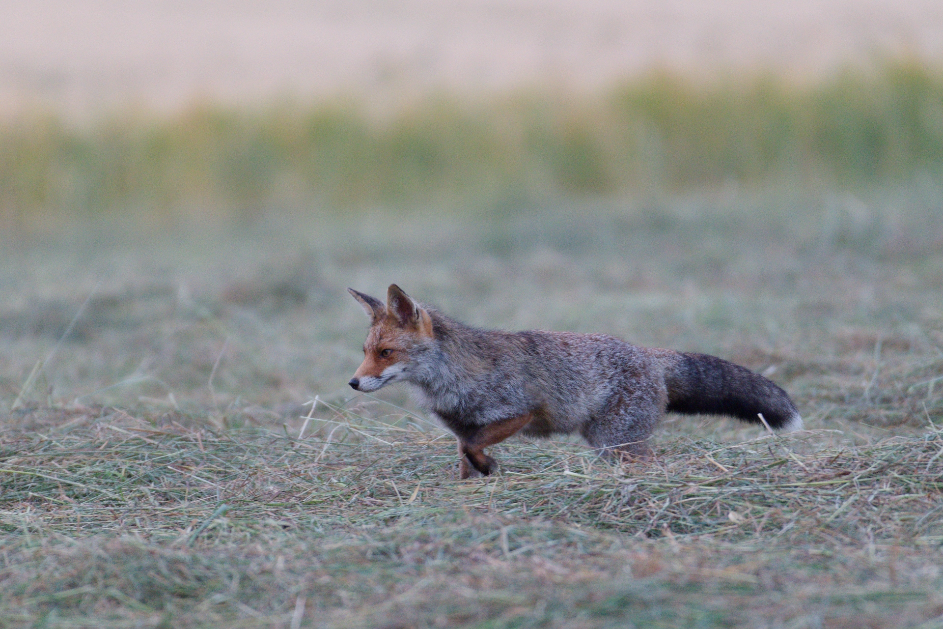R renard3 foin s lebreton jpg