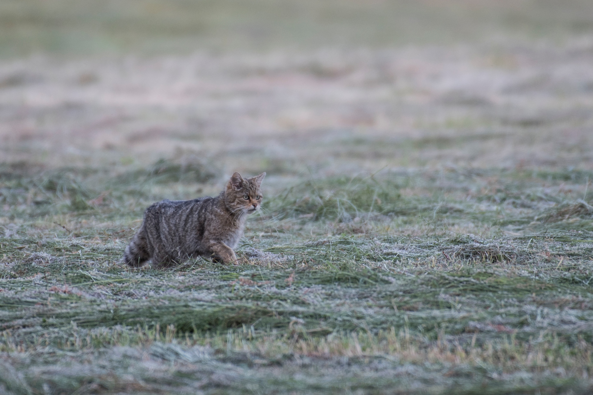 R chat forestier2 foin s lebreton