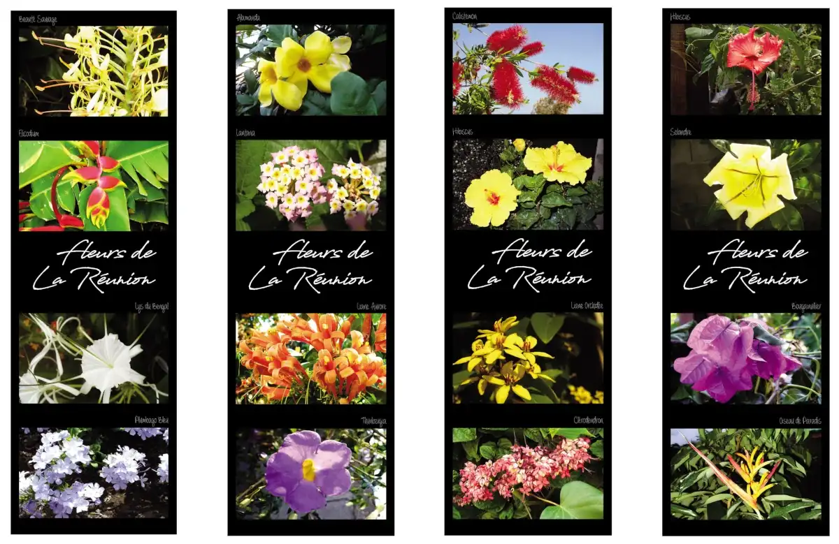 Marq fleurs run 1 1 