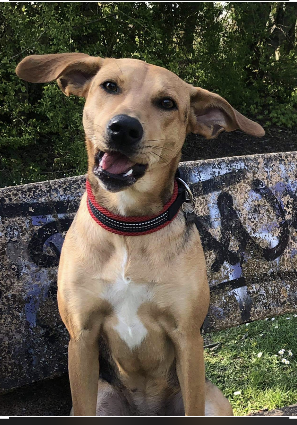Nala