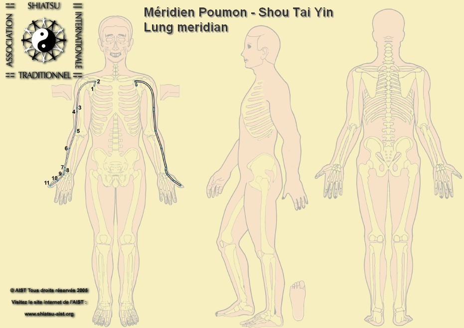 1 poumon lung