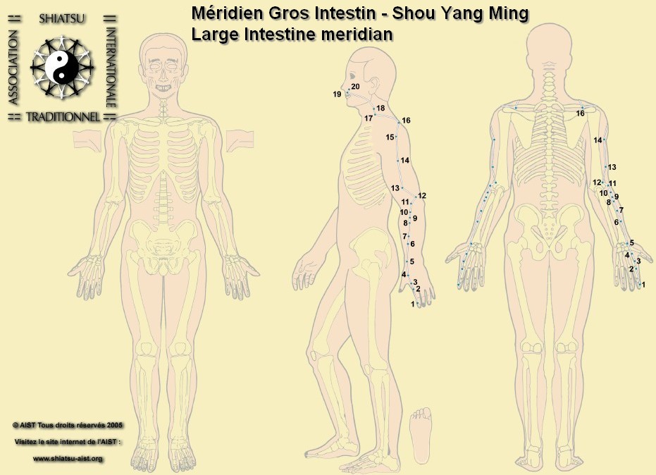 2 gros intestin large intestine