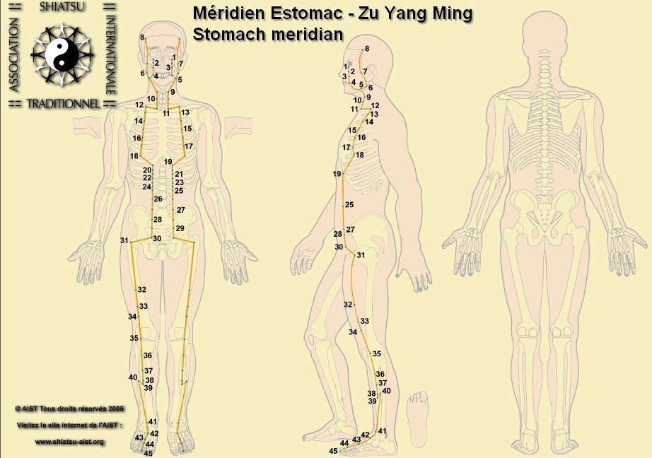 3 estomac stomach