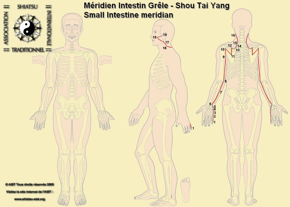 6 intestin grele small intestine