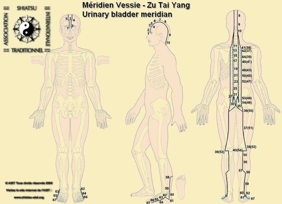 7 vessie urinary bladder