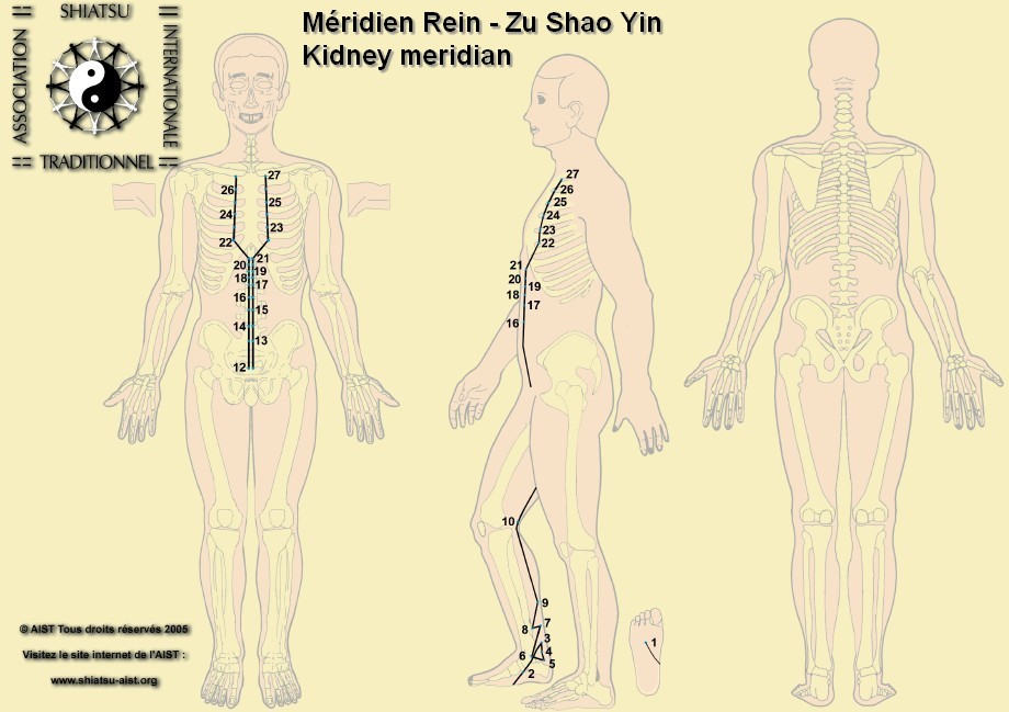 8 rein kidney