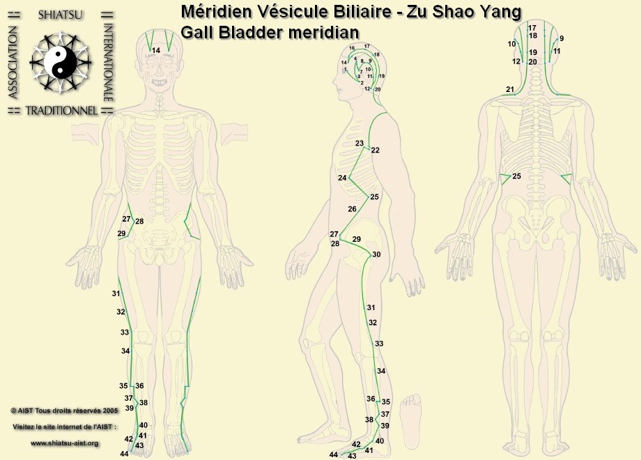 11 vesicule biliaire gall bladder