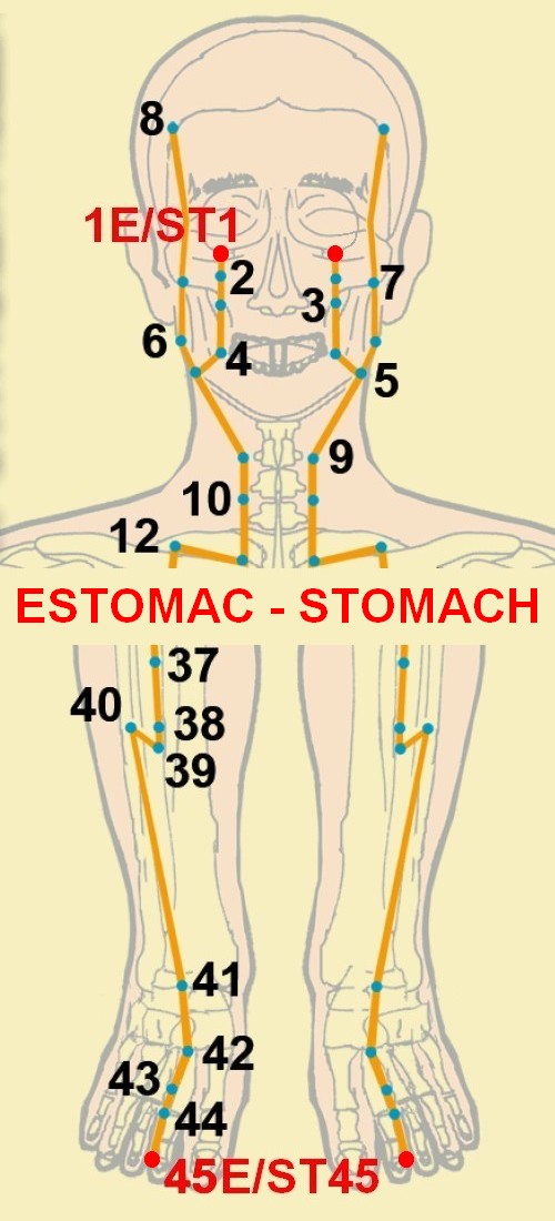 03 estomac stomach 1 45
