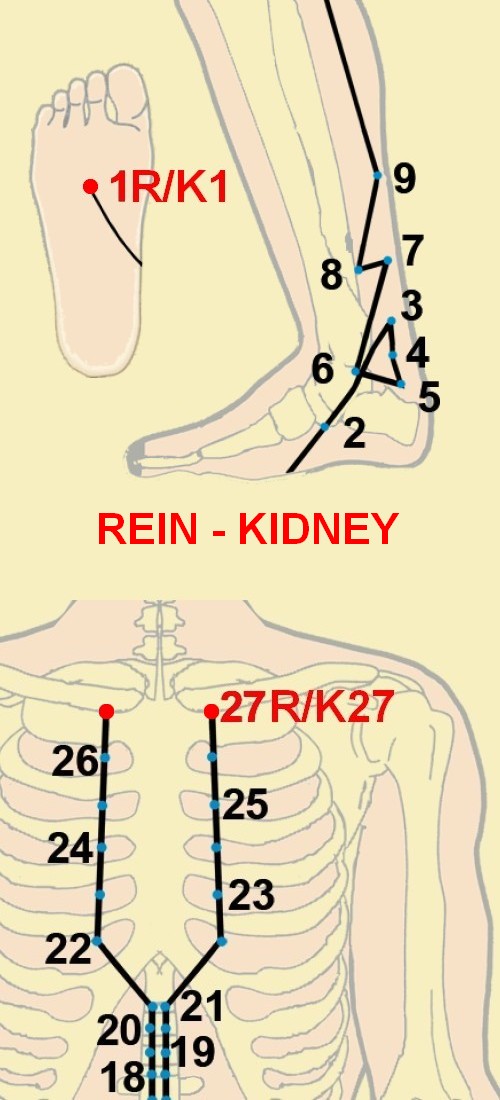 08 rein kidney 1 27
