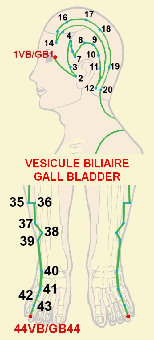 11 vesicule biliaire gall bladder 1 44