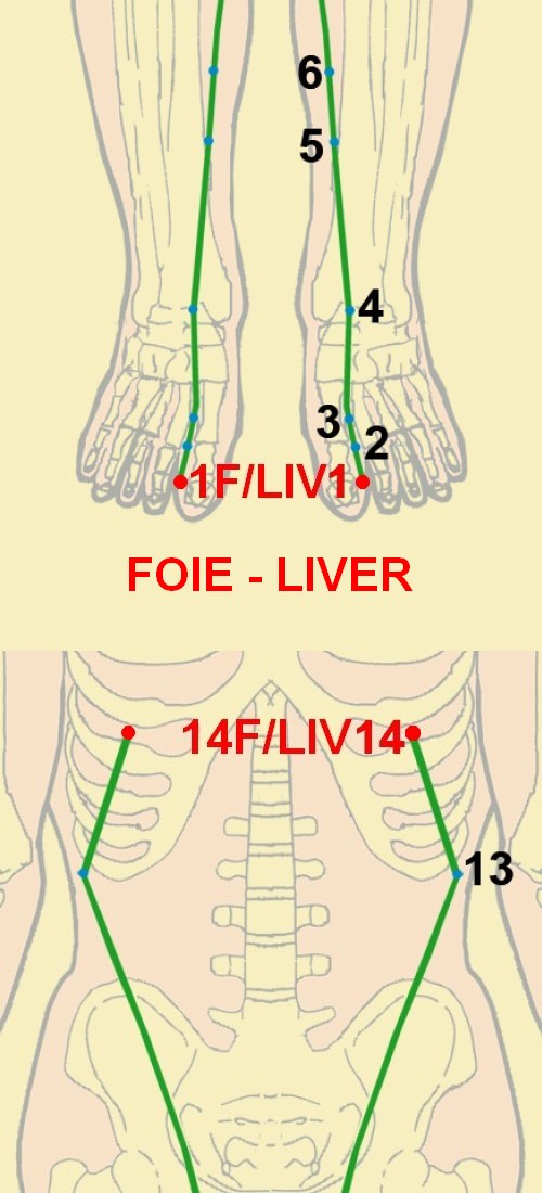 12 foie liver 1 14