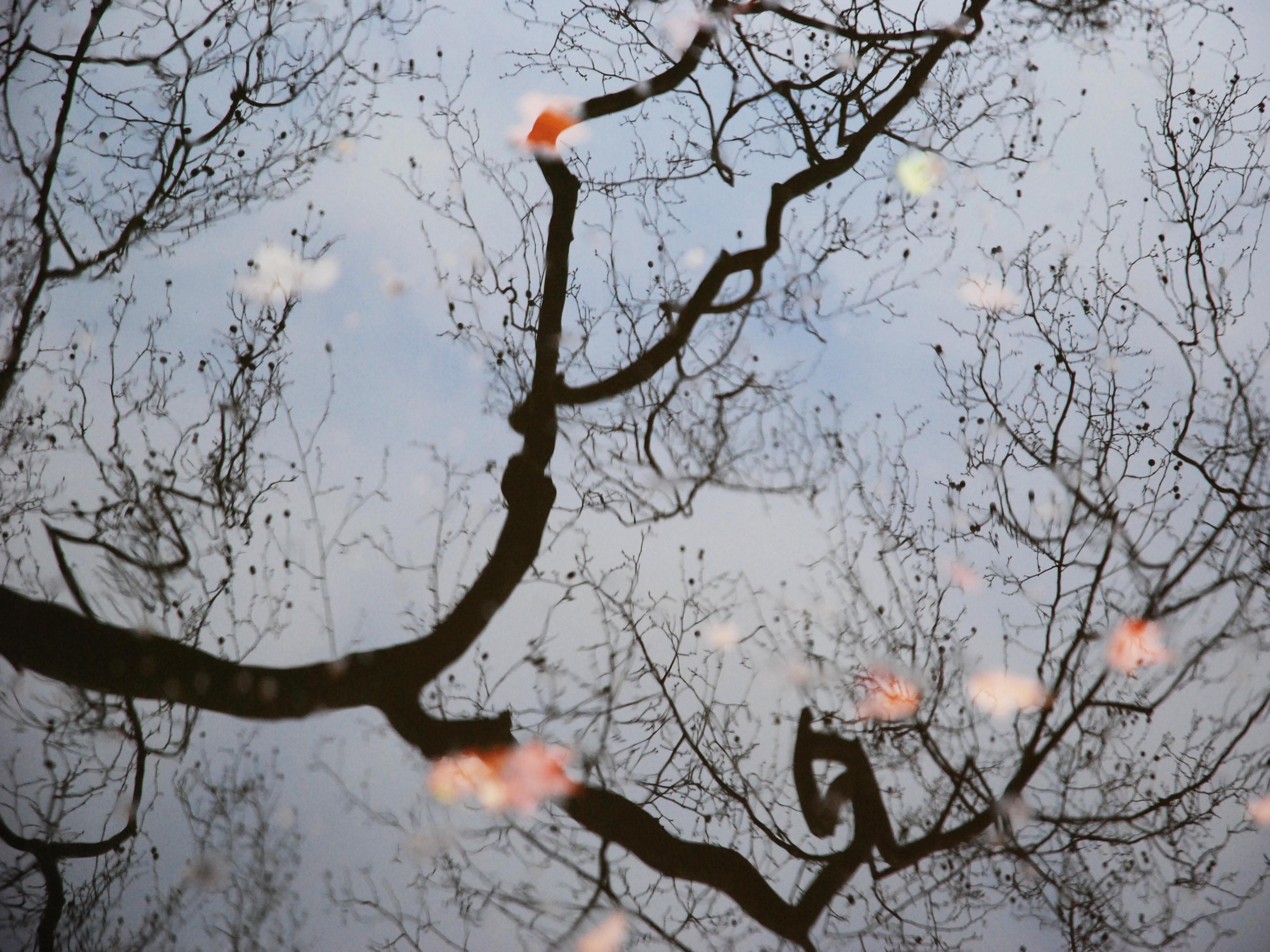 Reflet-branches-contraste-40X30